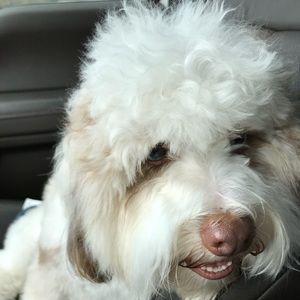 Meet your Posher, Christopher